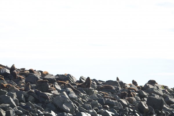 Isla de los Lobos - Río Grande