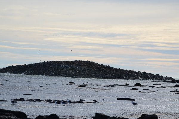 Isla de los Lobos - Río Grande