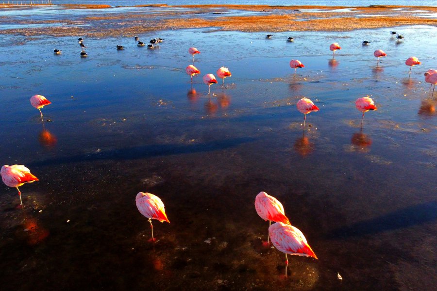 Rio Grande Flamencos