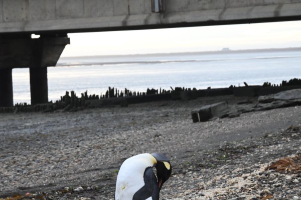 Pingüino en la costa de río Grande