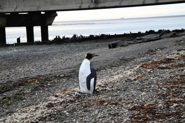 Pingüino en la costa de río Grande