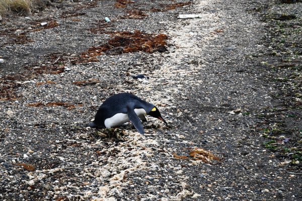 Pingüino en la costa de río Grande