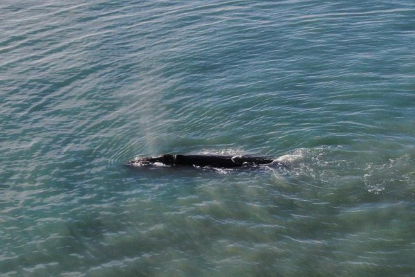 Ballenas en el Cabo Domingo