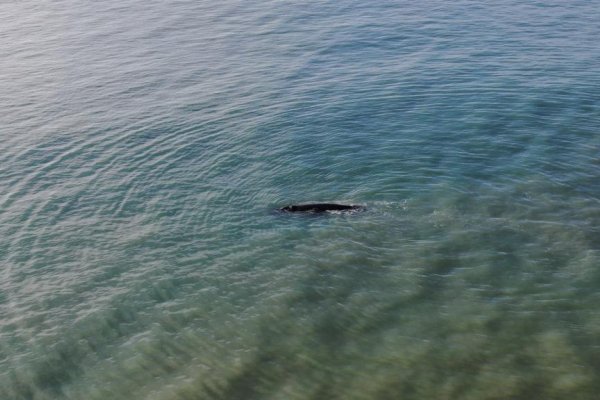 Ballenas en el Cabo Domingo