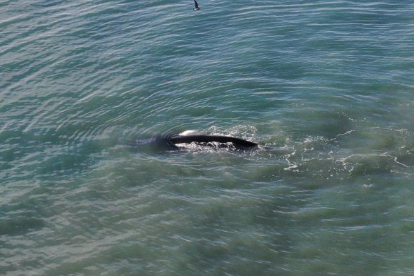 Ballenas en el Cabo Domingo