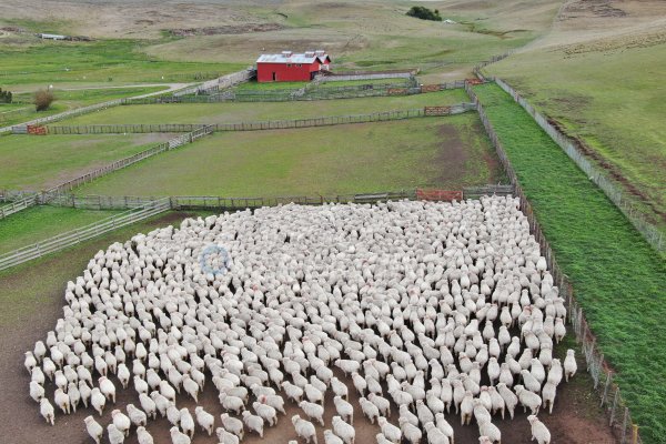 Piño de ovejas llegan a la Estancia María Behety