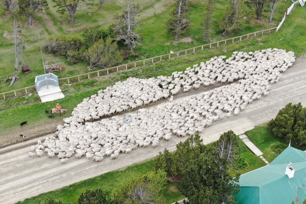 Piño de ovejas llegan a la Estancia María Behety
