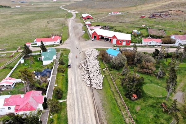 Piño de ovejas llegan a la Estancia María Behety