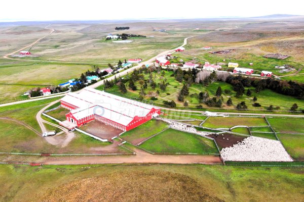 Piño de ovejas llegan a la Estancia María Behety