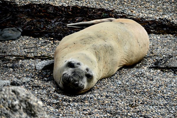 Lobo marino en la zona de la margen sur del río Grande