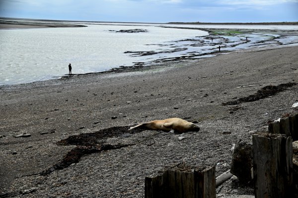 Lobo marino en la zona de la margen sur del río Grande