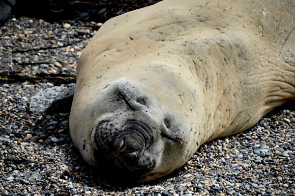 Lobo marino en la zona de la margen sur del río Grande