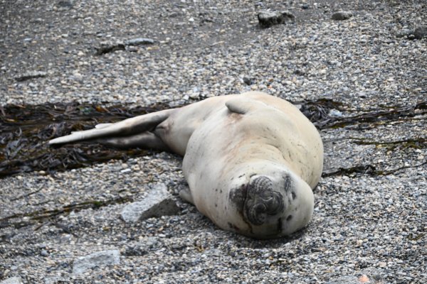 Lobo marino en la zona de la margen sur del río Grande