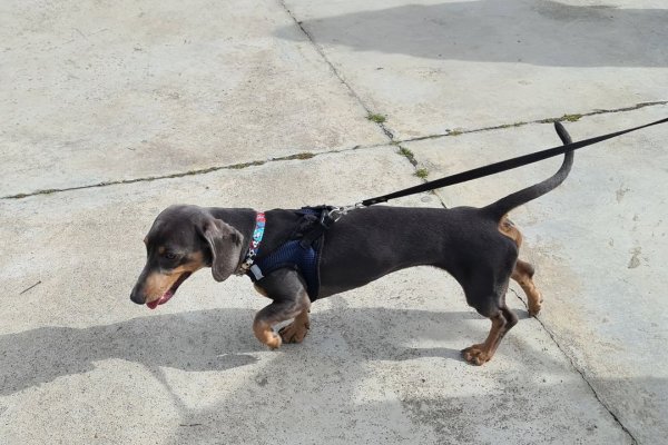 Sexto encuentro de perros salchichas en Río Grande