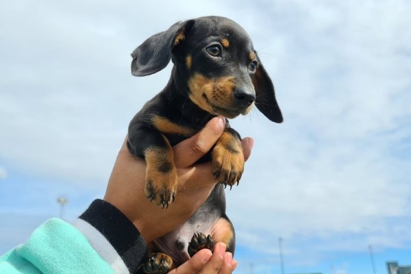 Sexto encuentro de perros salchichas en Río Grande