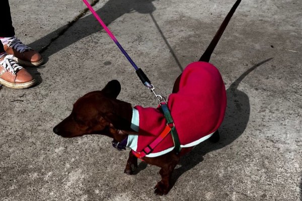 Sexto encuentro de perros salchichas en Río Grande