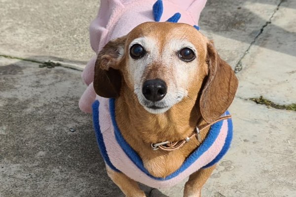 Sexto encuentro de perros salchichas en Río Grande