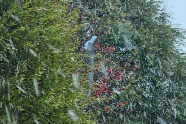 Primeros copos de nieve en Río Grande, 26 de abril