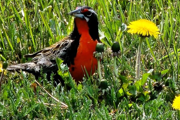 Río Grande se cubre de amarillo con los Dientes de Leon