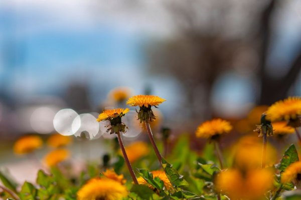 Río Grande se cubre de amarillo con los Dientes de Leon