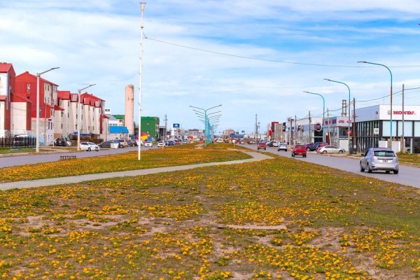 Río Grande se cubre de amarillo con los Dientes de Leon