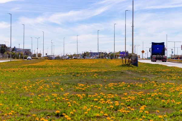 Río Grande se cubre de amarillo con los Dientes de Leon