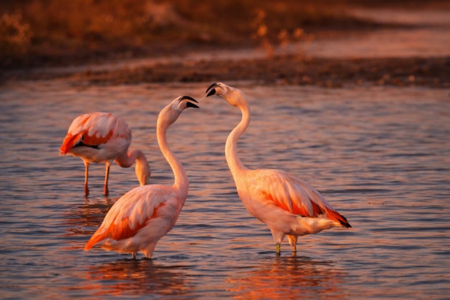 Comenzaron a llegar los flamencos a Río Grande