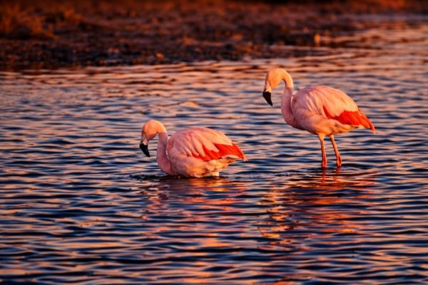Comenzaron a llegar los flamencos a Río Grande