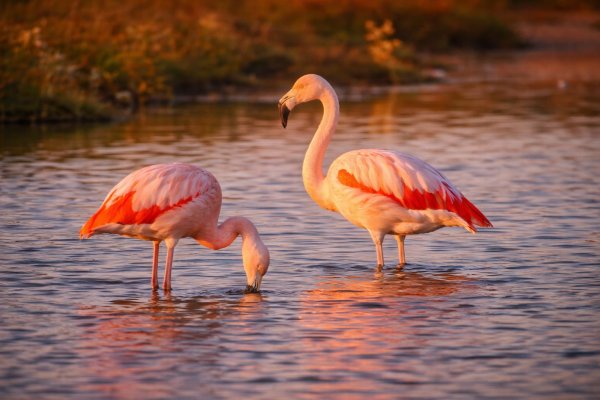 Comenzaron a llegar los flamencos a Río Grande