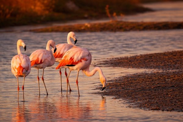 Comenzaron a llegar los flamencos a Río Grande