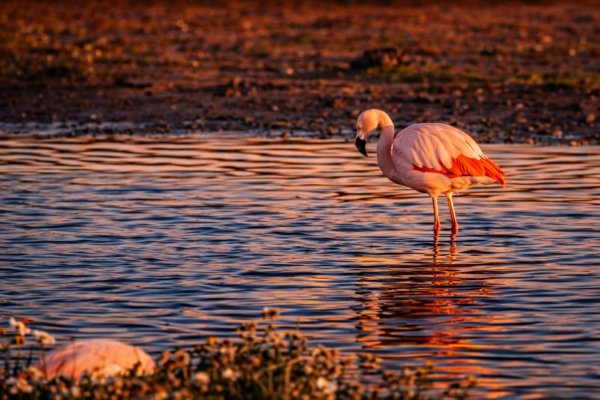 Comenzaron a llegar los flamencos a Río Grande