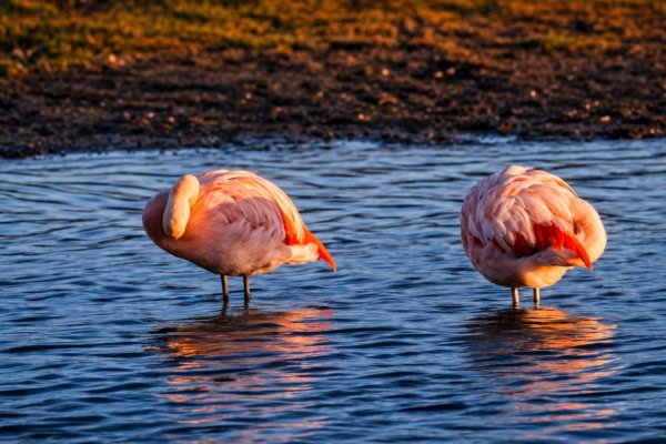 Comenzaron a llegar los flamencos a Río Grande