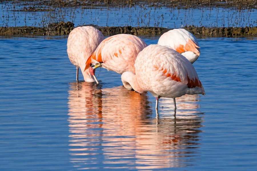 Flamencos en río Grande
