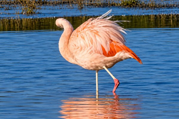 Flamencos en río Grande