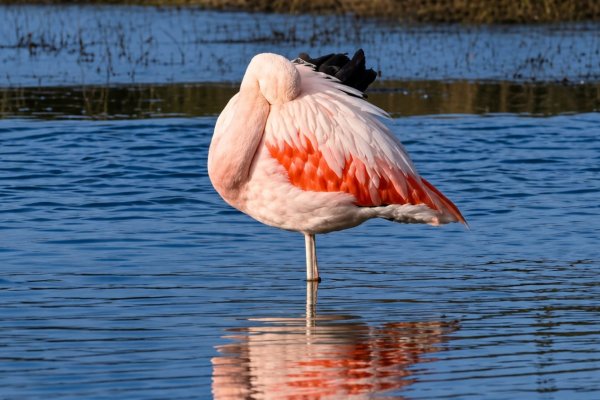 Flamencos en río Grande