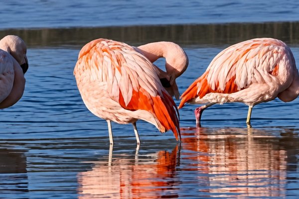 Flamencos en río Grande