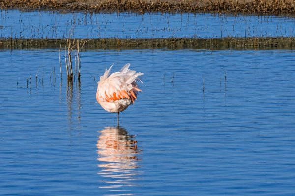 Flamencos en río Grande