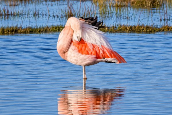 Flamencos en río Grande