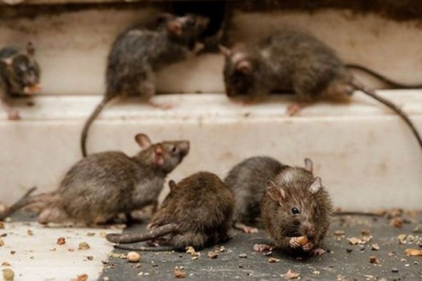Detectaron por primera vez hantavirus en roedores de Ushuaia