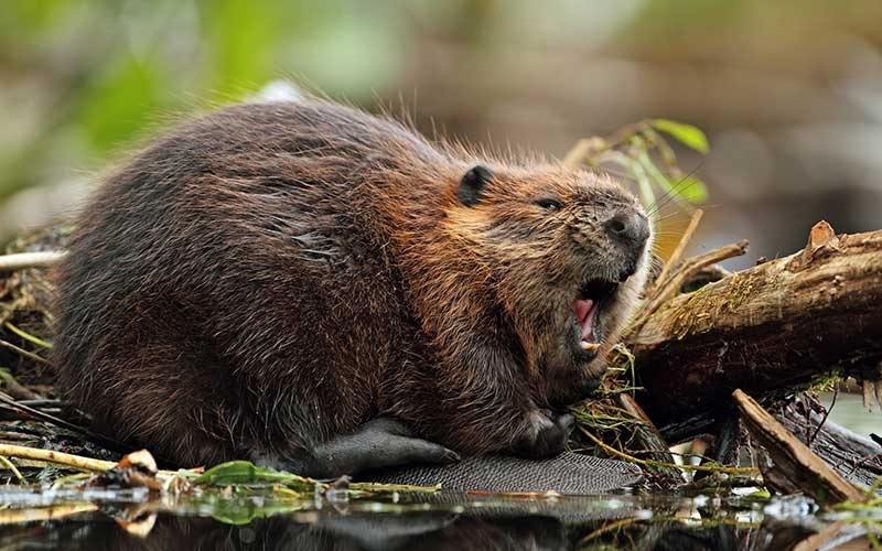 Más de 100 mil castores avanzan sobre los ecosistemas de Tierra del Fuego