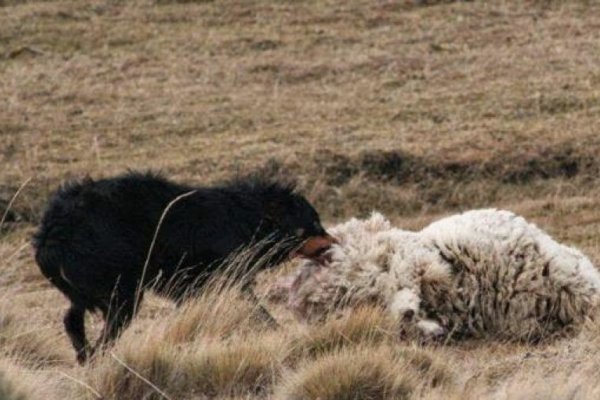Jaurías en estancias y senderos: alertan por riesgo para personas y fauna