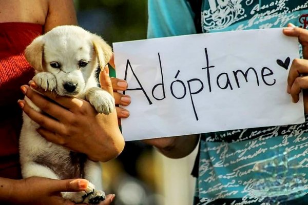 Este domingo llega una nueva jornada de adopción responsable de mascotas