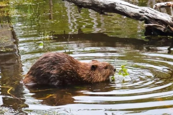 A 80 años de la llegada de los castores, Tierra del Fuego enfrenta las consecuencias de una especie invasora