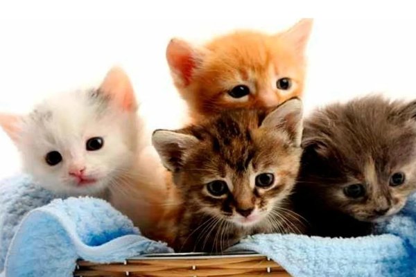 Día Internacional del Gato: por qué se celebra cada 20 de febrero y cuál es su origen