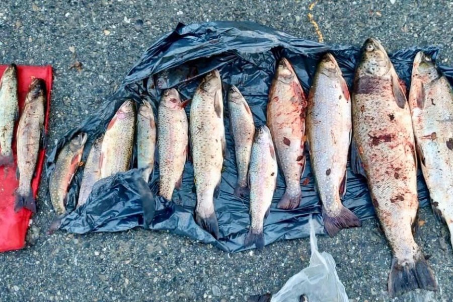 Cuatro personas de Ushuaia intentaban contrabandear 125 truchas
