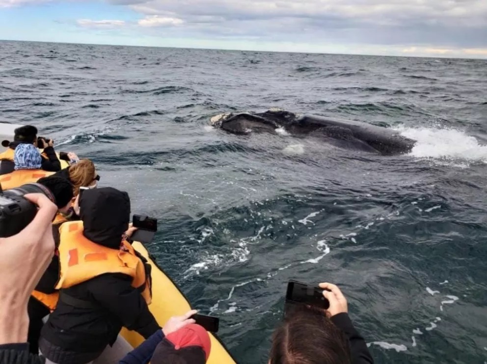 Aseguran que al menos el 30% de las ballenas regresa cada temporada al Canal Beagle