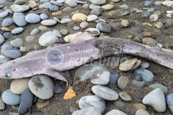 Tiburones en Tierra del Fuego: &ldquo;La vida del cazón espinoso en los mares australes&rdquo;