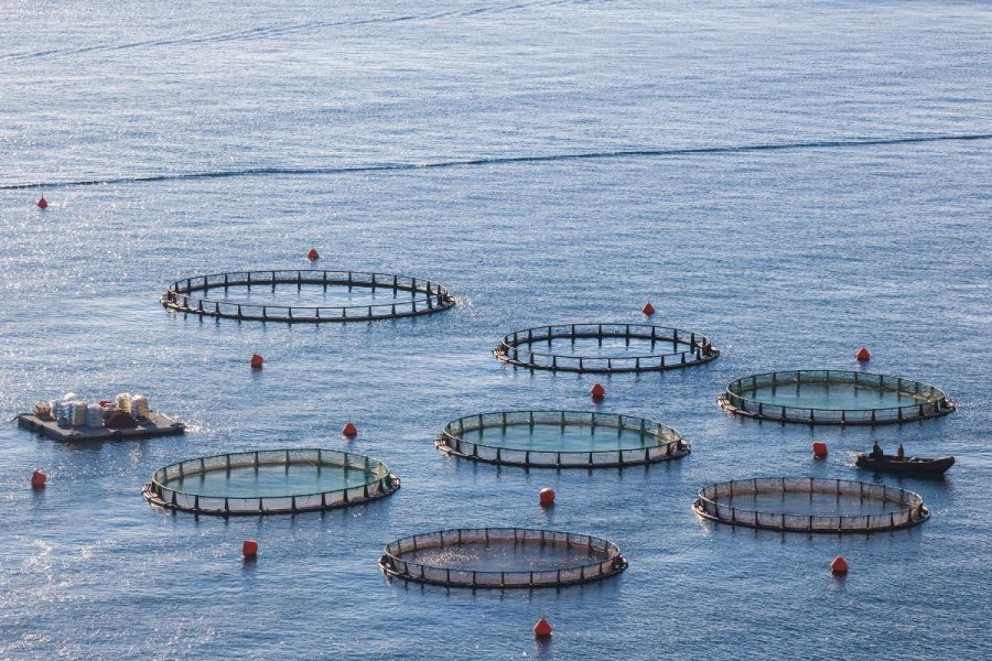 “Es un paso más hacia una acuicultura responsable y sostenible”: Tierra del Fuego fortalece el control de sus aguas con Prefectura Naval