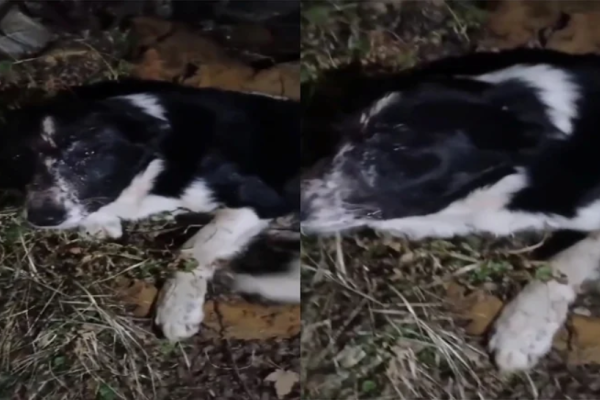 Tolhuin: un perro baleado en la cabeza lucha por su vida y piden ayuda solidaria