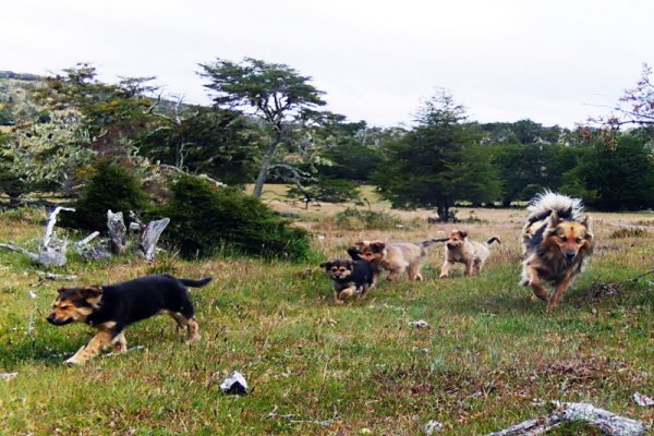 Crecen los ataques de perros asilvestrados y ponen en jaque a la producción ganadera